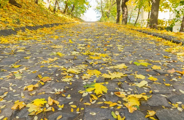 Arnavut Kaldırımlı Parkta Sonbahar Yaprakları — Stok fotoğraf
