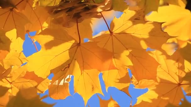 Maple Herfstbladeren Tegen Een Blauwe Hemel — Stockvideo