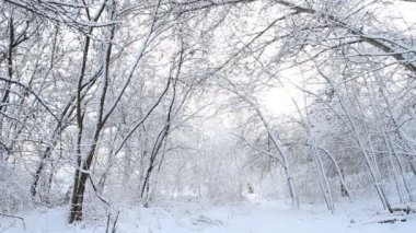 Kış ormanında karlı ağaçlar.