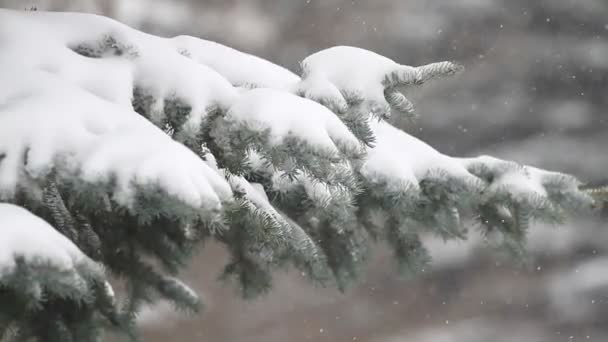 森林中的冷杉树和飘落的雪 — 图库视频影像