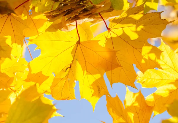 Maple Autumn Leaves Blue Sky — Stock Photo, Image