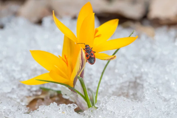 黄色のクロッカスと春の雪のカブトムシ — ストック写真