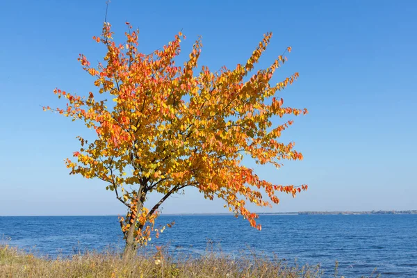 Autumn Pear Tree Background Sea — Stock Photo, Image