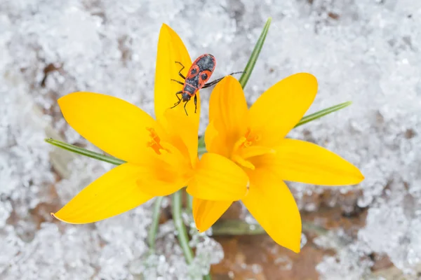 春季雪地上的黄色番红花和甲虫 — 图库照片