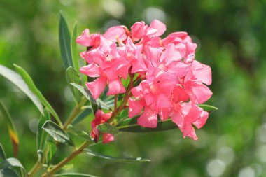 Antalya'da doğal yeşil zemin üzerine pembe zakkum çiçekleri