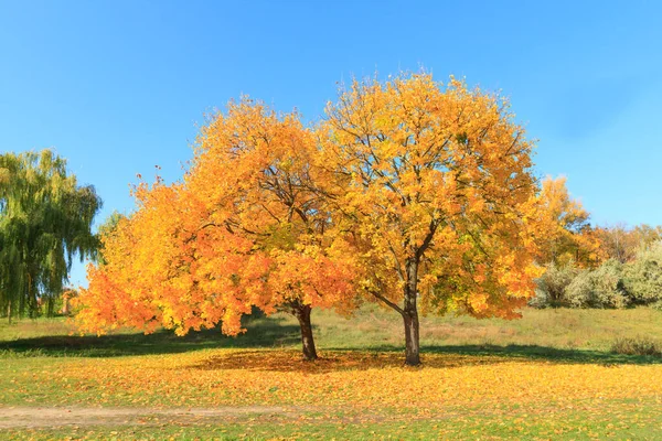 Érable Automne Contre Ciel Bleu — Photo