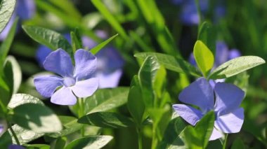 Bahar bahçe salyangozu kütükler