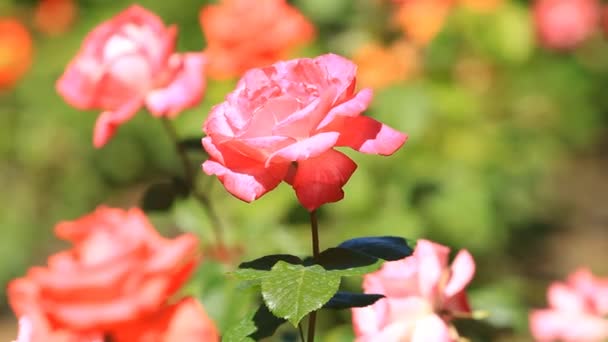 Rosas Florecientes Jardín — Vídeos de Stock