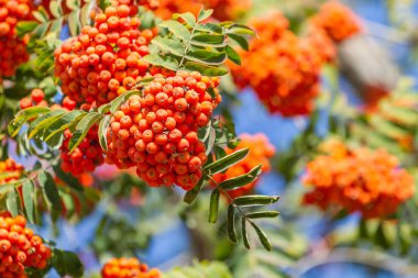 Mavi gökyüzü karşı bir ağaçta Rowan çilek büyümek