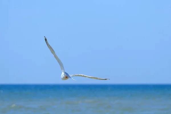 Zeemeeuw Vliegen Zee Zomer — Stockfoto