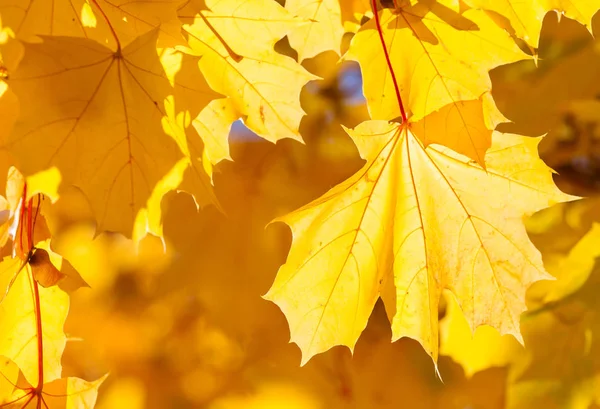 Maple Leaves Sunlight Autumn — Stock Photo, Image