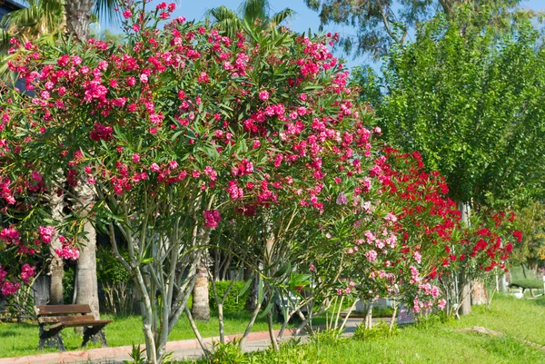 Flores Olivo Rosa Florecen Kemer Turquía —  Fotos de Stock