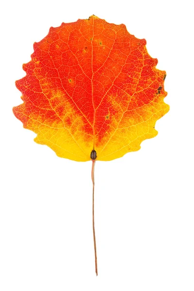 Autumn Aspen Leaf Isolated White Background — Stock Photo, Image