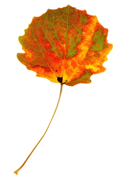 Beyaz Arka Plan Üzerinde Izole Çok Renkli Kavak Yaprağı — Stok fotoğraf