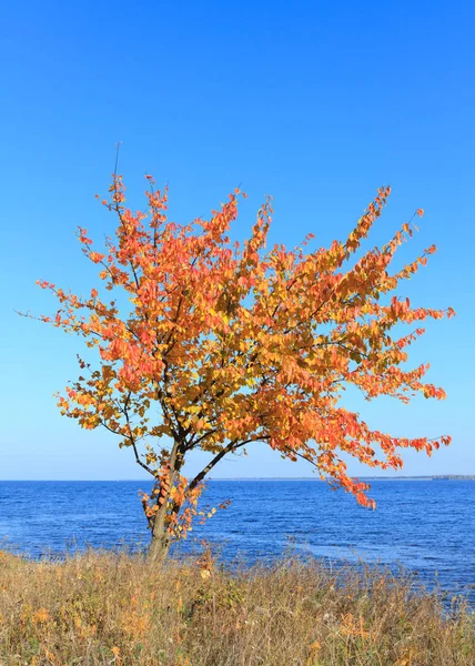 Autumn Pear Tree Background Sea Sky — Stock Photo, Image