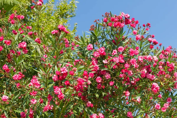 Fleurs Oleander Rouge Fleurissent Antalya Turquie — Photo