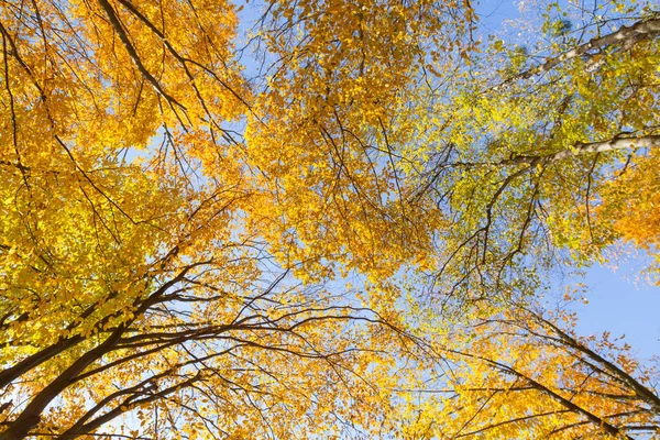Jesienny Krajobraz Drzew Osiki Przeciwko Niebo — Zdjęcie stockowe