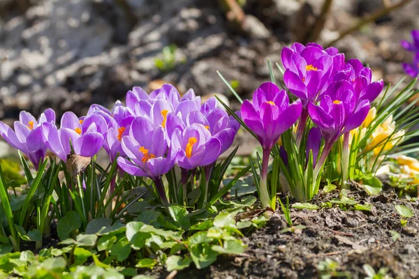 紫罗兰番红花花盛开的花园 — 图库照片