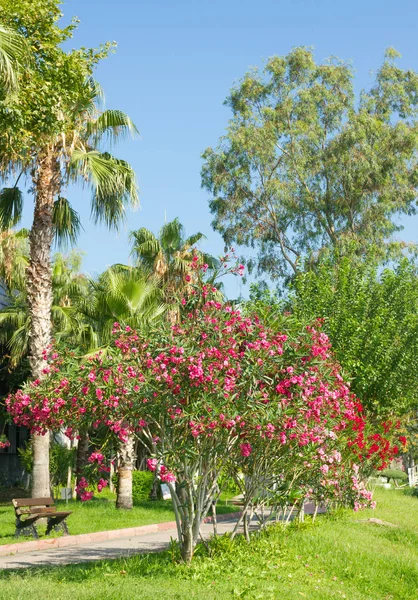 Palm trees and flowers Oleander in Kemer, Turkey
