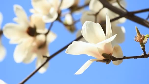 Bílá magnolia květy na stromě