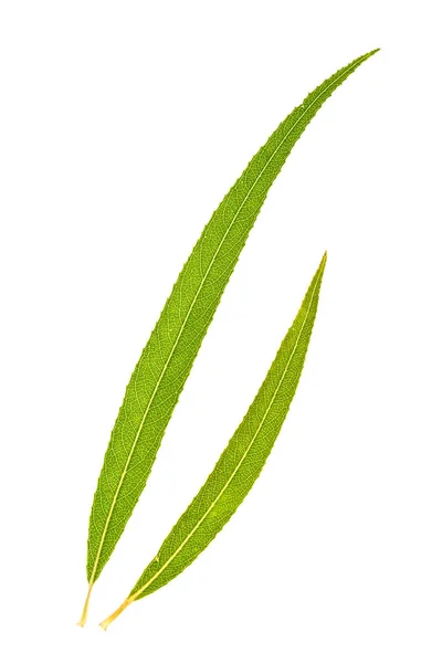Willow Leaf Geïsoleerd Witte Achtergrond — Stockfoto
