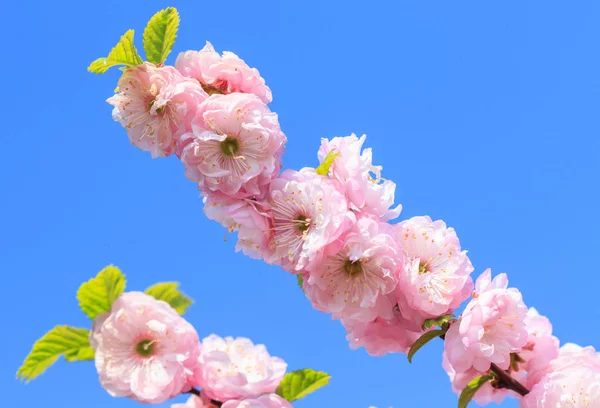 Sakura Van Prachtige Bloesem Het Voorjaar Blauwe Hemel — Stockfoto