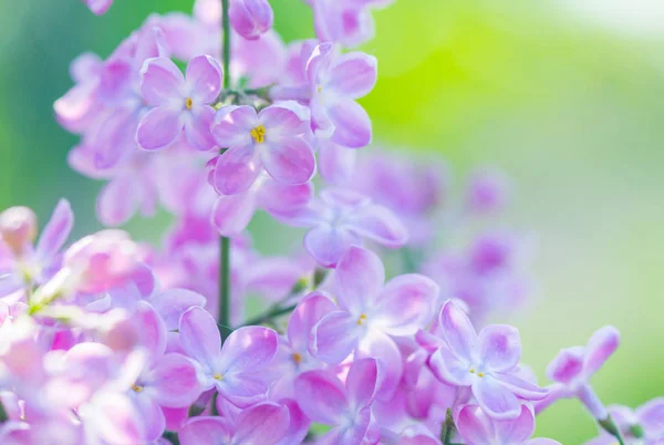 春天美丽的花朵 紫丁香和阳光 — 图库照片
