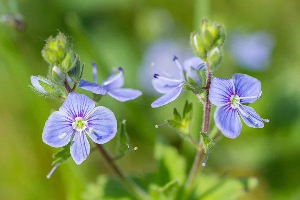 Hermosas Flores Azules Olvidar Primavera — Foto de Stock
