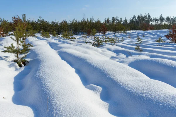 Jonge Aanplant Van Dennen Het Winter Forest — Stockfoto