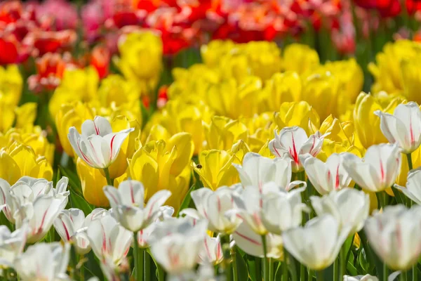 春の公園に咲く色とりどりのチューリップ — ストック写真