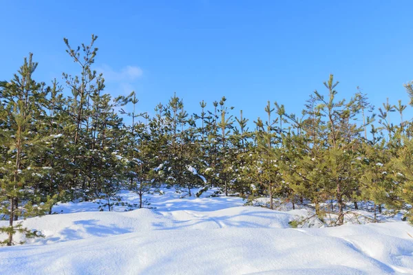 Unga Vintergröna Träd Skogen Vinter — Stockfoto