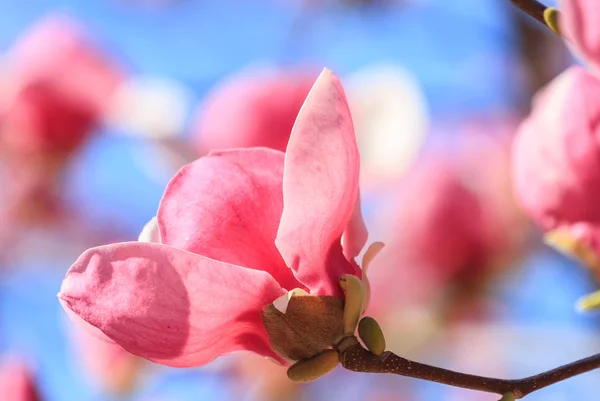 Magnolia Fiori Fiore Contro Cielo Blu — Foto Stock