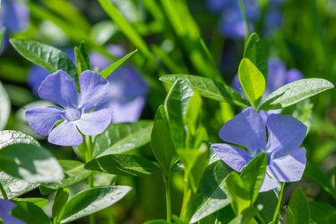 Deniz salyangozu bahar çiçek çiçek bahçesinde