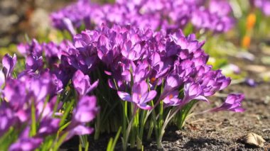 Çiçeklenme mor çiğdemler ve bahar içinde karıncalar