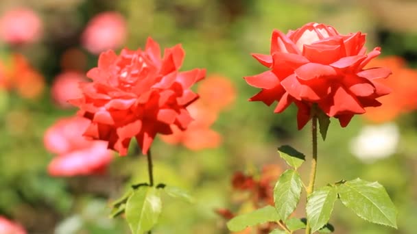 Red Roses Grow Flower Bed — Stock Video