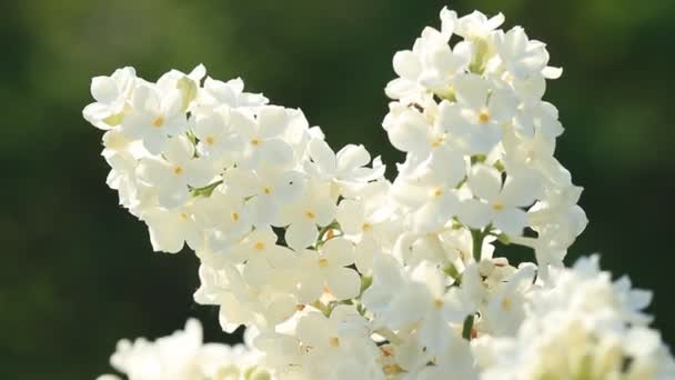 Branco Lilás Luz Sol Primavera — Vídeo de Stock