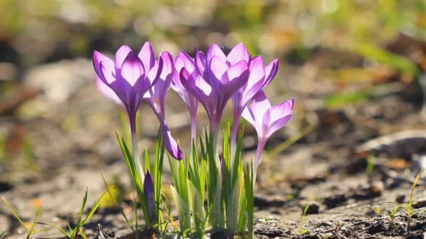 Frühling Blühten Lila Krokusse Und Die Sonne Schien — Stockvideo