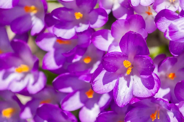 Background Blooming Purple Crocuses Top View — Stock Photo, Image