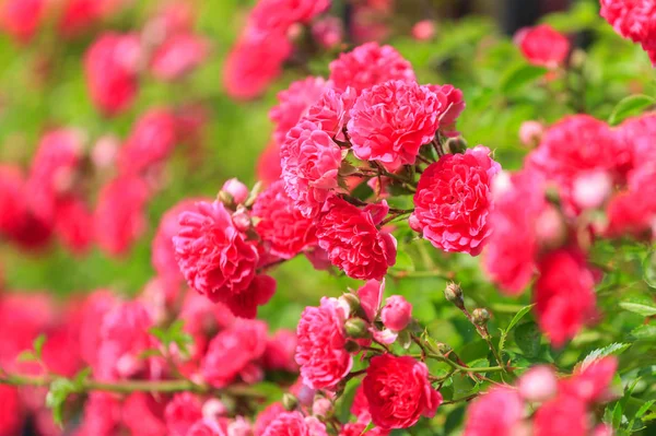 Arbustos Decorativos Rosas Rosa Floresceu Verão — Fotografia de Stock