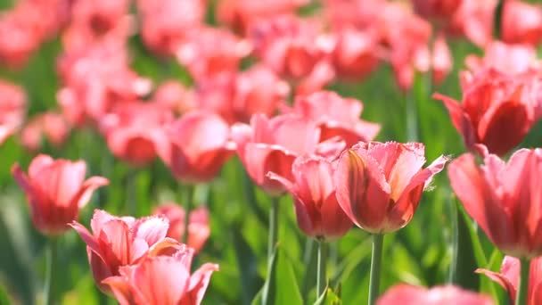 Beet Mit Rosa Tulpen Frühling — Stockvideo