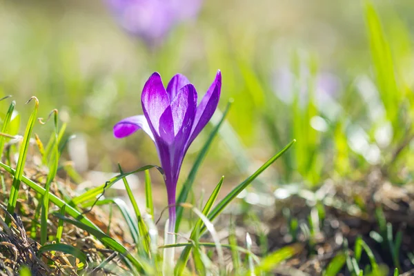 Фиолетовый одинокий крокус в солнечном свете — стоковое фото