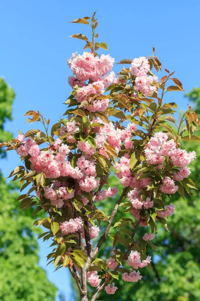 Fiatal virágok sakura fát — Stock Fotó