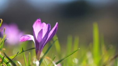 Menekşe yalnız crocus ilkbaharda yetişen