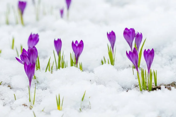 雪の中で育つ美しいクロッカス — ストック写真