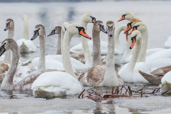 Portraits Swans Winter River — Stock Photo, Image