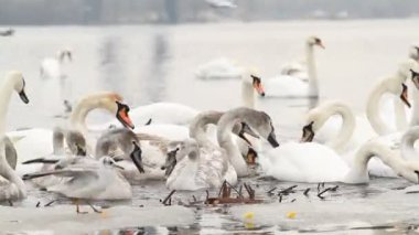 Kuğular kış nehir üzerinde insanları beslemek