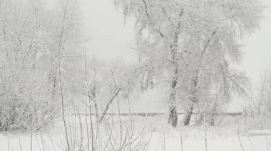 Kış parkında kar yağıyor. Ağaçlar karla kaplı.