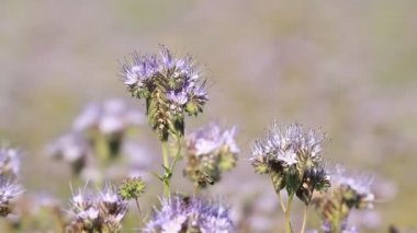 Çiçek Phacelia ve arılar çayırda tatlım
