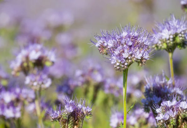 Honigblüten Der Phacelia Auf Der Wiese — Stockfoto