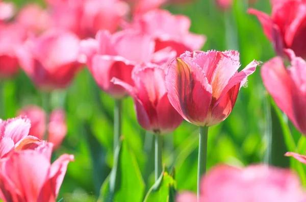 Flowerbed Roze Tulpen Lente — Stockfoto